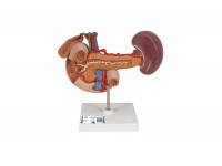 model hemoroidów - 3b smart anatomy - 1000315 [k27] 3b scientific modele anatomiczne 11